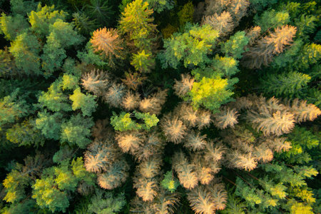 Aerial top down view of autumn forest with green and yellow trees. Mixed deciduous and coniferous...