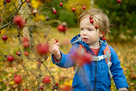 Funny toddler boy having fun outdoors on sunny autumn day. Child exploring nature. Kid playing in a city park. Autumn activities for small kids.の写真素材