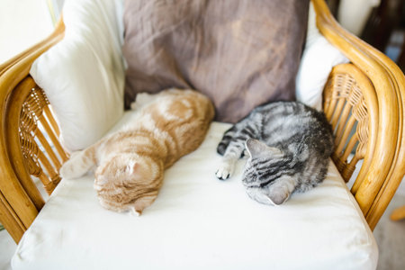 Red Scottish fold and British shorthair silver tabby kittens having rest on a sofa in a living room....