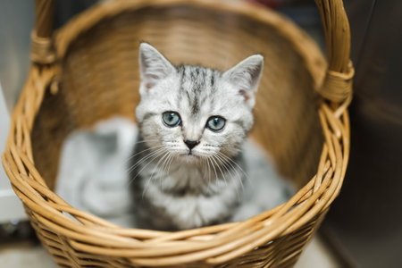 British shorthair silver tabby kitten having rest in wicker basket. Juvenile domestic cat spending time indoors at home.の写真素材