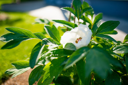 Beautiful white peonies blossoming in the garden on summer evening. Beauty in nature.の写真素材