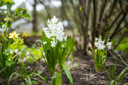 Beautiful white hyacinth flowers blossoming in a garden on sunny spring day. Beauty in nature.の写真素材