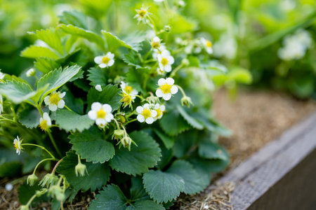 Blossoming strawberry bushes at organic strawberry farm. Harvesting fruits and berries at home garden. Family leisure outdoors.の写真素材