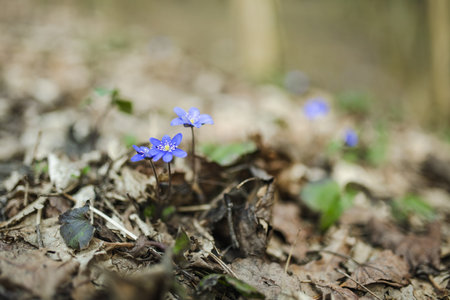 Blossoming hepatica flower in early spring in forest. Beauty in nature.