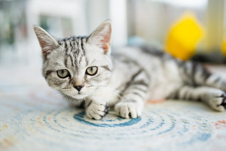 British shorthair silver tabby kitten in a living room. Juvenile domestic cat spending time indoors at home.の写真素材