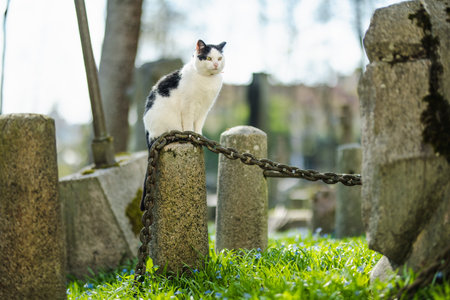 Famous black and white cat sitting on a tombstone on sunny day in Bernardine cemetery, one of the three oldest graveyards in Vilnius, Lithuania.の写真素材