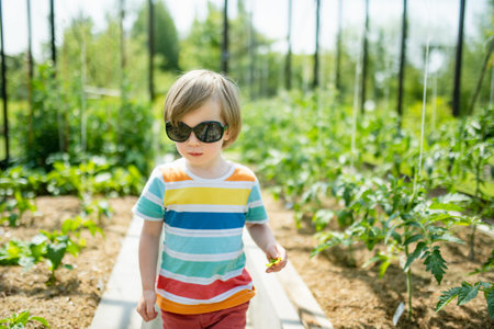 Cute toddler boy having fun in a greenhouse on sunny summer day. Child helping with daily chores. Gardening activity for kids.の写真素材