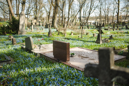 Blue scilla siberica spring flowers blossoming on sunny day in April in Bernardine cemetery, one of the three oldest graveyards in Vilnius, Lithuania.の写真素材