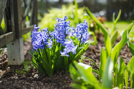 Beautiful blue hyacinth flowers blossoming in a garden on sunny spring day. Beauty in nature.の写真素材