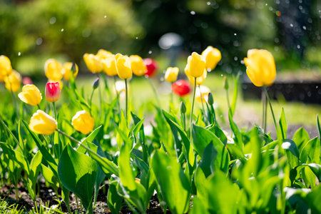 Colorful tulips grow in flower bed in the spring garden. Beautiful spring nature.の写真素材