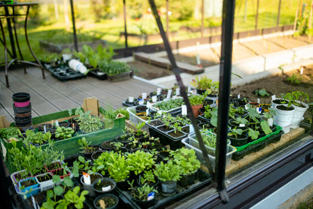 Plastic pots with various vegetables seedlings. Planting young seedlings on spring day. Growing own...