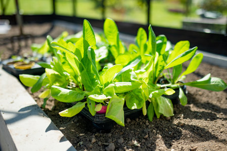 Plastic pots with various vegetables seedlings. Planting young seedlings on spring day. Growing own...