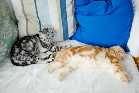 Red Scottish fold and British shorthair silver tabby kittens having rest on a sofa in a living room. Juvenile domestic cats spending time indoors at home.の写真素材