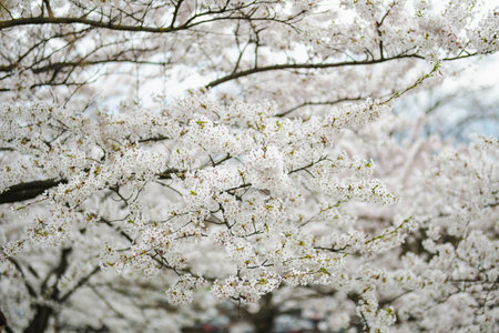 Beautiful cherry tree blossoming on spring. Beauty in nature. Tender cherry branches on sunny spring...