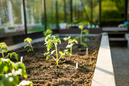 Cultivating tomato plants in a greenhouse on spring day. Growing own fruits and vegetables in a...