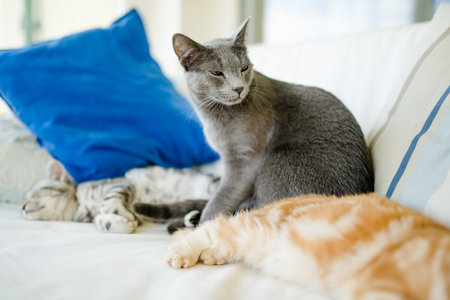 Red Scottish fold, British shorthair silver tabby and Russian Blue kittens having rest on a sofa in a living room. Juvenile domestic cats spending time indoors at home.の写真素材