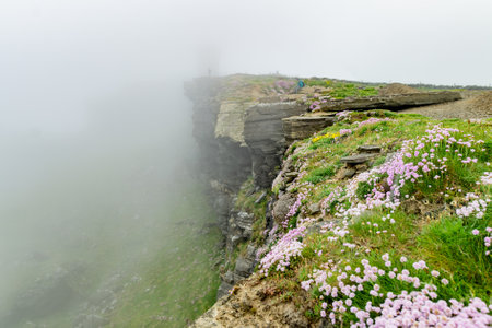 Pink thrift flowers blossoming on the famous Cliffs of Moher, one of the most popular tourist destinations in Ireland. Foggy view of widely known attraction on Wild Atlantic Way in County Clare.の写真素材