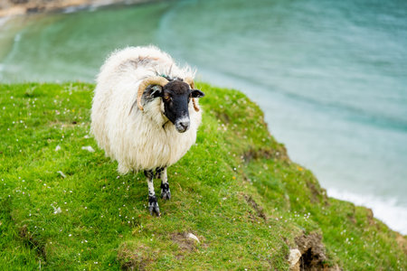 Sheep grazing near Silver Strand, a sandy beach in a sheltered, horseshoe-shaped bay, situated at Malin Beg, near Glencolmcille, in south-west County Donegal. Wild Atlantic Way, Ireland.の写真素材