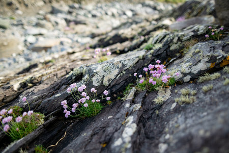 Rough and rocky shore along famous Ring of Kerry route. Rugged coast of on Iveragh Peninsula, County...