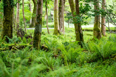 Massive pine trees with ivy growing on their trunks. Impressive green woodlands of Killarney National Park, County Kerry, Irelandの写真素材
