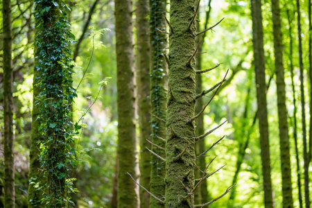 Dense humid forest near Torc Waterfall, one of most popular tourist attractions in Ireland, located...