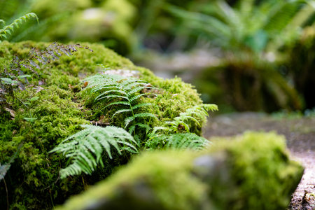 Dense humid vegetation near Torc Waterfall, one of most popular tourist attractions in Ireland, located in woodland of Killarney National Park. Stopping point of Ring of Kerry tourist route, Ireland.の写真素材