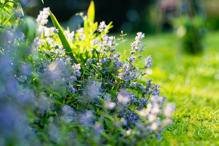 Catnip flowers (Nepeta cataria) blossoming in a garden on sunny summer day. Beauty in nature.