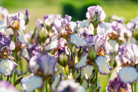 Colorful iris flowers blossoming on a flower bed in the park on sunny summer evening. Beauty in...