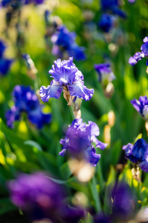 Colorful iris flowers blossoming on a flower bed in the park on sunny summer evening. Beauty in...