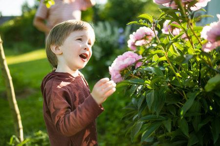 Cute little boy admiring beautiful pink peony flowers blossoming in the garden on summer evening. Beauty in nature.の写真素材