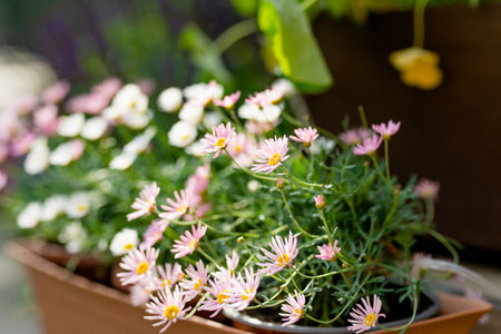 Beautiful pink and white Pyrethrum daisy flowers blossoming a flower pot under the sunlight. Beauty in nature.の写真素材