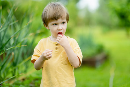 Cute little boy eating fresh organic strawberries on sunny summer day. Kid having fun on a strawberry farm outdoors.の写真素材