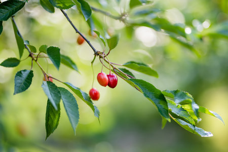 Ripening cherry fruits hanging on a cherry tree branch. Harvesting berries in cherry orchard on...