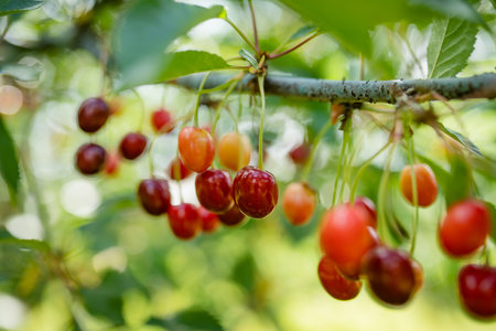 Ripening cherry fruits hanging on a cherry tree branch. Harvesting berries in cherry orchard on...
