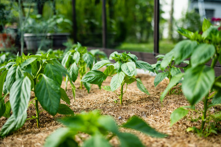 Cultivating bell peppers in a greenhouse on summer day. Growing own fruits and vegetables in a...