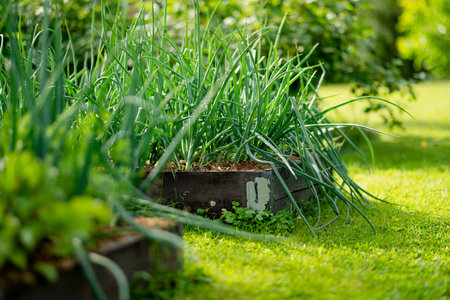 Cultivating onions in summer season. Growing own herbs and vegetables in a homestead. Gardening and lifestyle of self-sufficiency.の写真素材