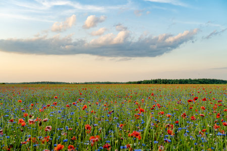 Stunning view of blossoming poppy and knapweed meadow. Summer rural landscape of rolling hills, curved roads and trees near Vilnius, Lithuania.の写真素材