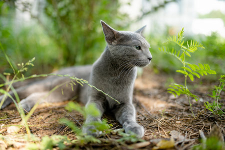 Young playful Russian Blue cat relaxing in the backyard. Gorgeous blue-gray cat with green eyes...