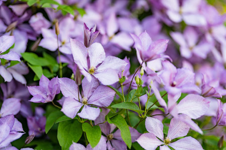 Flowering purple clematis in the garden. Flowers blossoming in summer. Beauty in nature.の写真素材