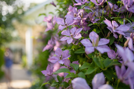 Flowering purple clematis in the garden. Flowers blossoming in summer. Beauty in nature.の写真素材