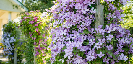 Flowering purple clematis in the garden. Flowers blossoming in summer. Beauty in nature.の写真素材