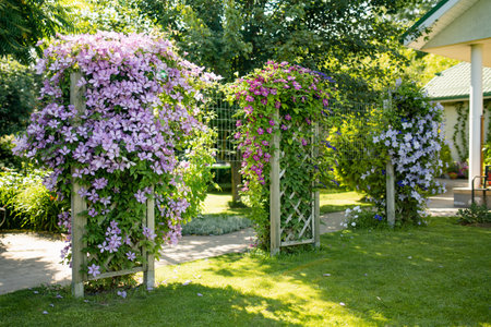 Flowering purple clematis in the garden. Flowers blossoming in summer. Beauty in nature.の写真素材