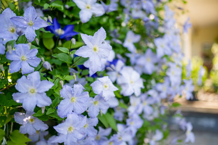 Flowering purple clematis in the garden. Flowers blossoming in summer. Beauty in nature.の写真素材