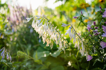 Flowering hosta bush also known as plantain lily, widely cultivated as shade-tolerant foliage plants. Beauty in nature.の写真素材