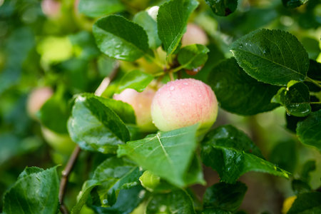 Ripening apples on apple tree branch on warm summer day. Harvesting ripe fruits in an apple orchard....