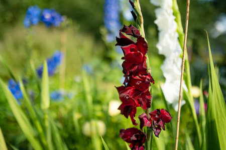 Colourful gladiolus or sword lily flowers blooming in the garden. Close-up of gladiolus flowers. Flowers blossoming in summer. Beauty in nature.の写真素材