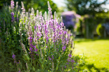 Purple loosestrife flowers blossoming in the garden on sunny summer day. Lythrum tomentosum or...