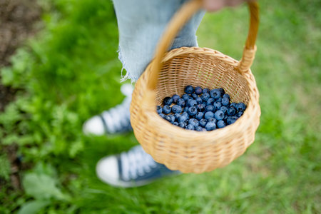 Female hands holding a basket with blueberries. Picking fresh berries on organic blueberry farm on warm and sunny summer day. Fresh healthy organic food. Family activities in summer.の写真素材