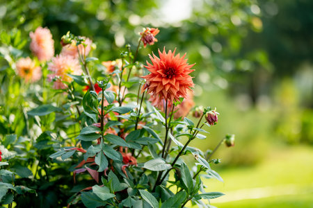 Colourful dahlia flowers in a backyard garden in autumn. Fall season. Decorative flowers outdoors.の写真素材