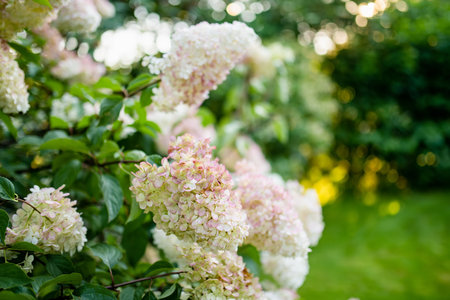 Tender pink flowers of hydrangea arborescens, backlit by the low evening sun in summer. Hortensia...